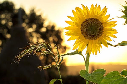 How to Boost Your Energy - Lighthouse