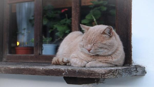 How to Have the Perfect Lazy Day - Lighthouse