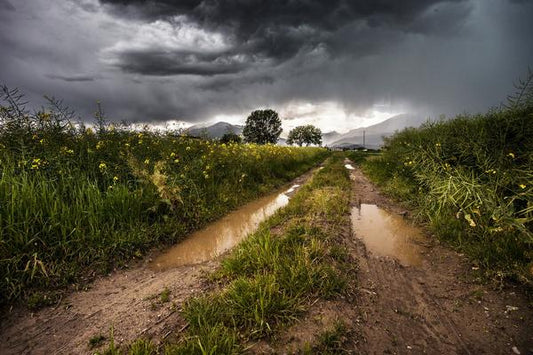 National Rain Day: Reasons to Love the Rain - Lighthouse